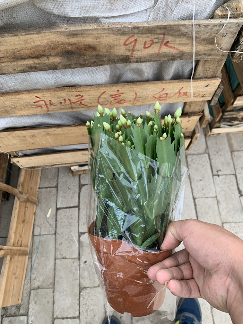 蟹爪兰，蟹爪莲，锦上添花，红黄白紫色质优价廉
