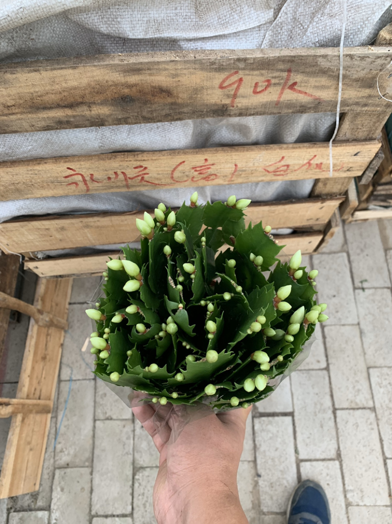 蟹爪兰，蟹爪莲，锦上添花，红黄白紫色质优价廉