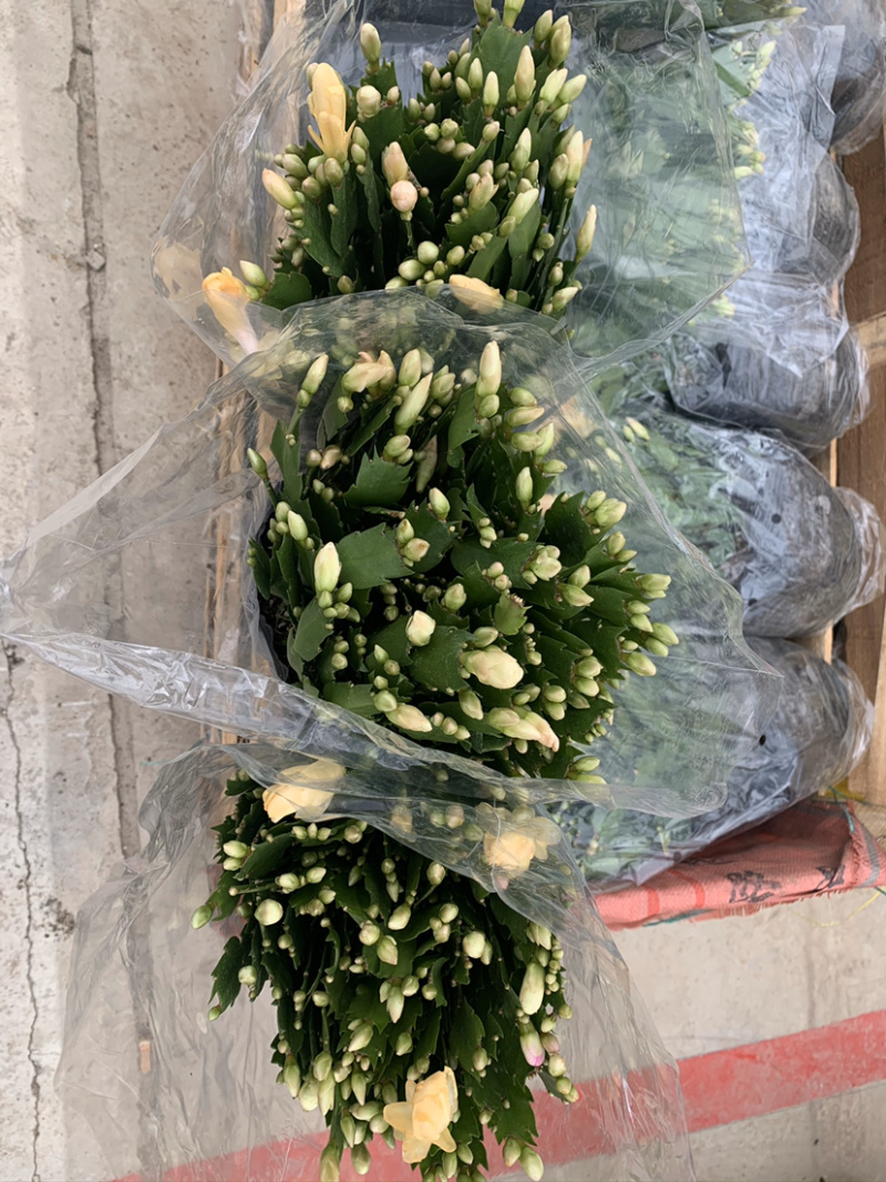 蟹爪兰，蟹爪莲，锦上添花，红黄白紫色质优价廉