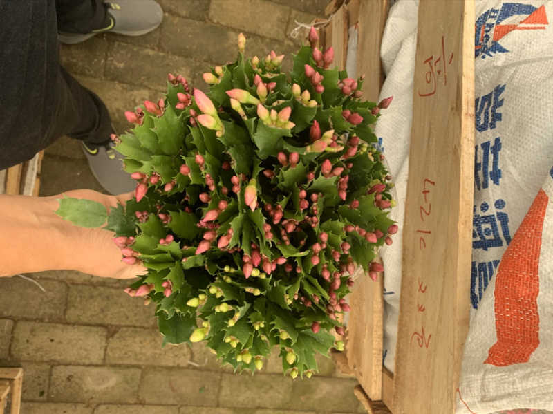 蟹爪兰，蟹爪莲，锦上添花，红黄白紫色质优价廉