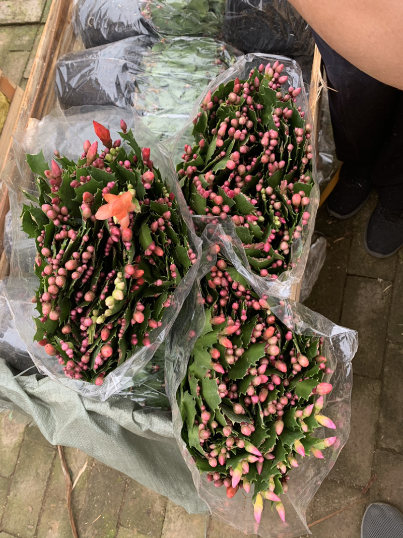 蟹爪兰，蟹爪莲，锦上添花，红黄白紫色质优价廉