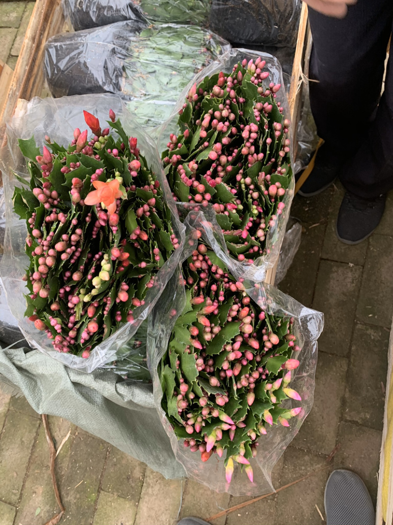 蟹爪兰，蟹爪莲，锦上添花，红黄白紫色质优价廉