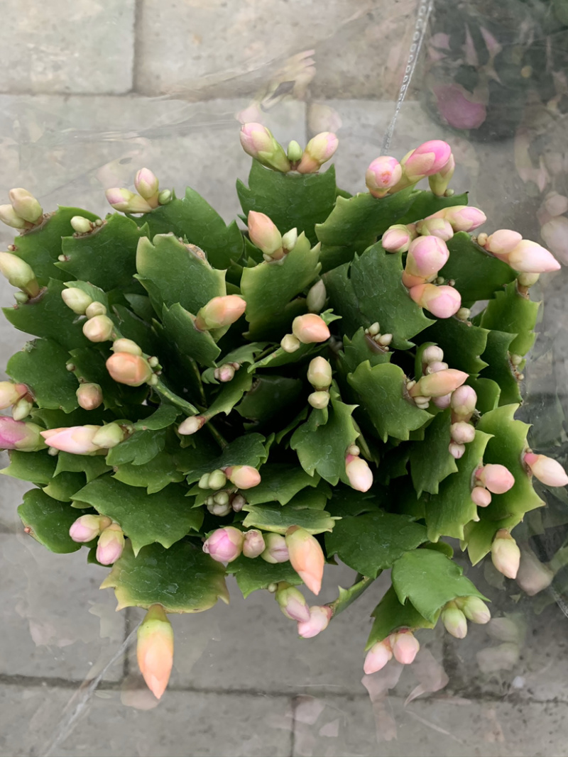 蟹爪兰，蟹爪莲，锦上添花，红黄白紫色质优价廉