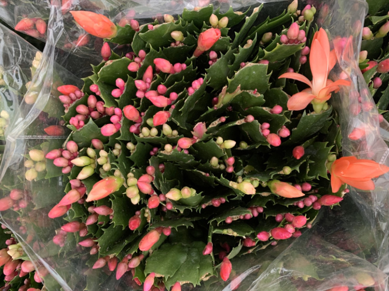 蟹爪兰，蟹爪莲，锦上添花，红黄白紫色质优价廉