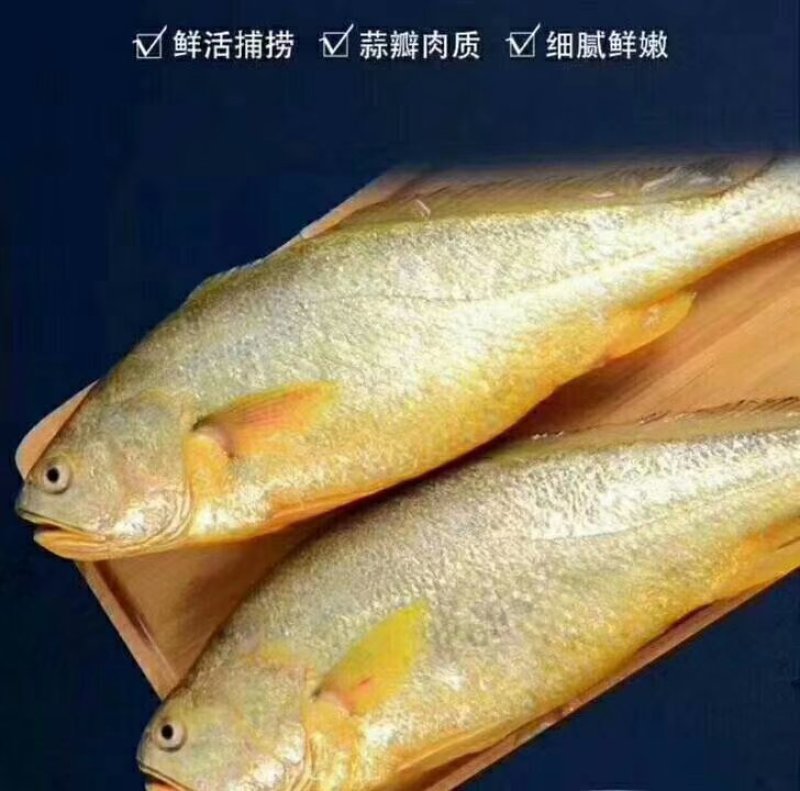 冰鲜大黄鱼，鲜活打捞。肉质细腻，独立包装。