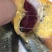 冰鲜大黄鱼，鲜活打捞。肉质细腻，独立包装。