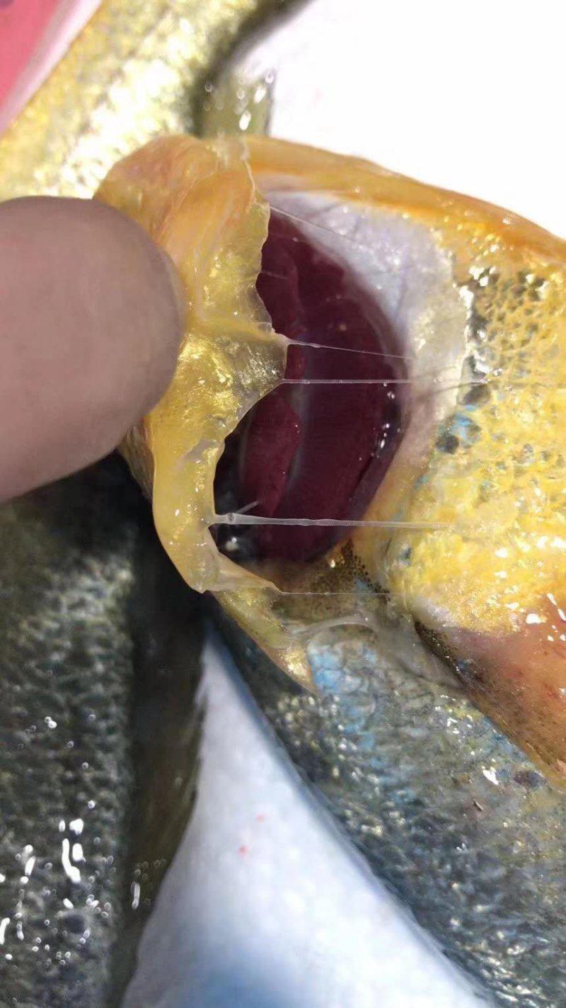 冰鲜大黄鱼，鲜活打捞。肉质细腻，独立包装。