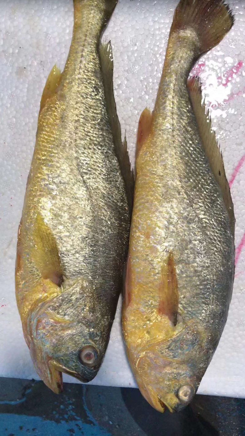 冰鲜大黄鱼，鲜活打捞。肉质细腻，独立包装。