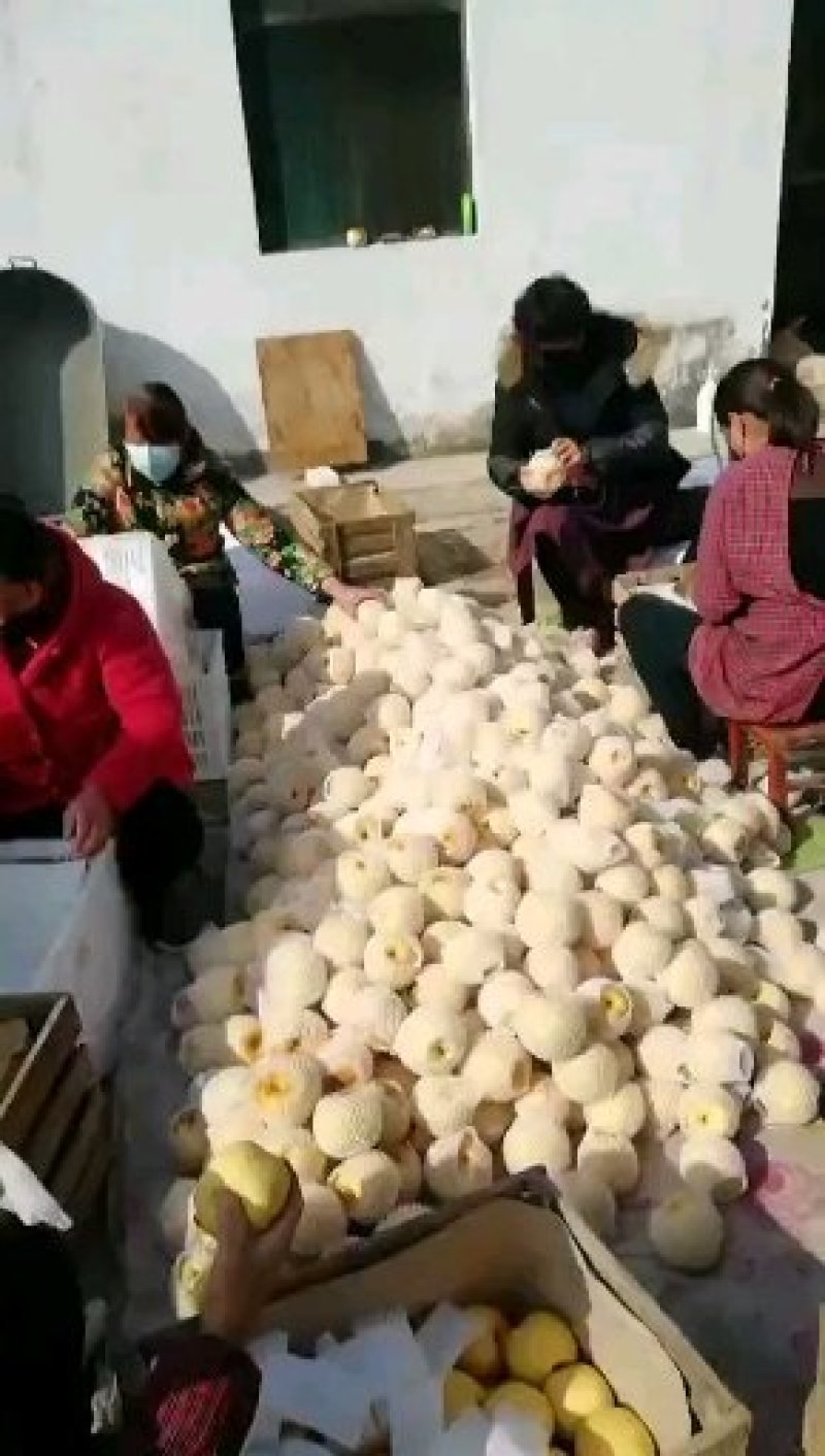 砀山梨精品梨百年老树皮细汁多颜色好货源充足