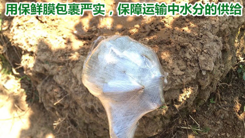柏树苗松柏苗塔柏苗墓地柏树四季常青龙柏苗