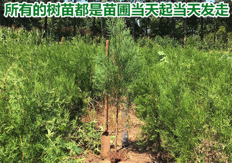 柏树苗松柏苗塔柏苗墓地柏树四季常青龙柏苗