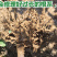 柏树苗松柏苗塔柏苗墓地柏树四季常青龙柏苗