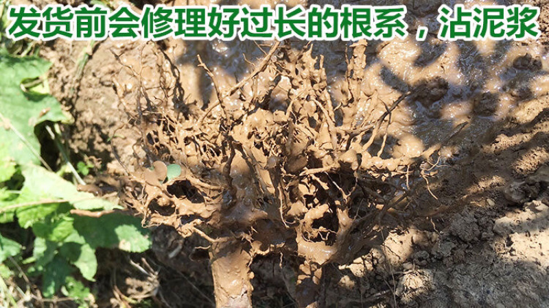 柏树苗松柏苗塔柏苗墓地柏树四季常青龙柏苗