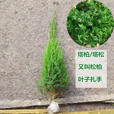 柏树苗松柏苗塔柏苗墓地柏树四季常青龙柏苗