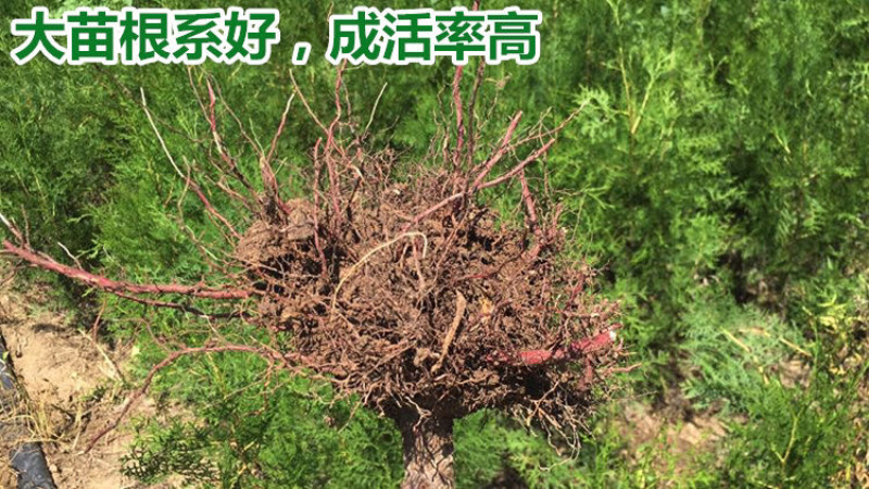 柏树苗松柏苗塔柏苗墓地柏树四季常青龙柏苗