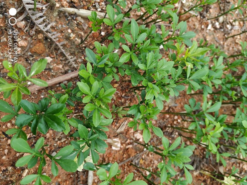 积壳小苗，小叶香橙小苗