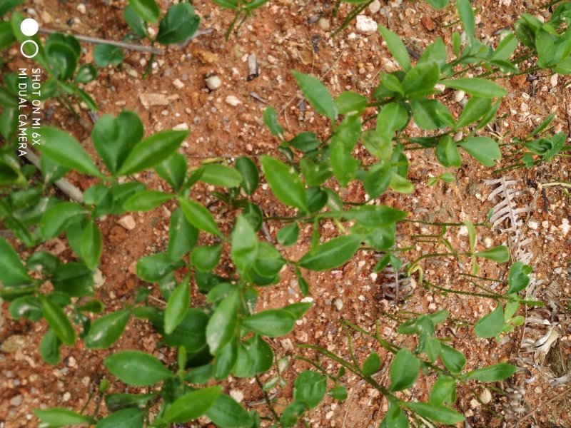 积壳小苗，小叶香橙小苗