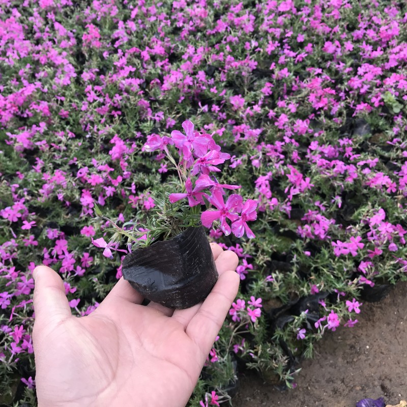 红梅骨里红梅花原生红梅红梅树红梅苗红梅花