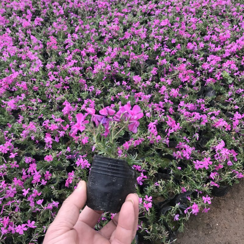 红梅骨里红梅花原生红梅红梅树红梅苗红梅花