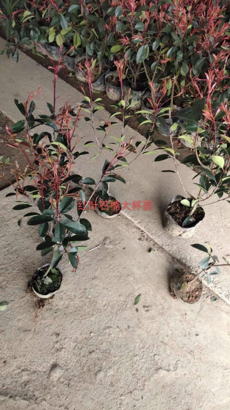红叶石楠红叶石楠小杯红叶石楠大杯道路小区别墅绿化