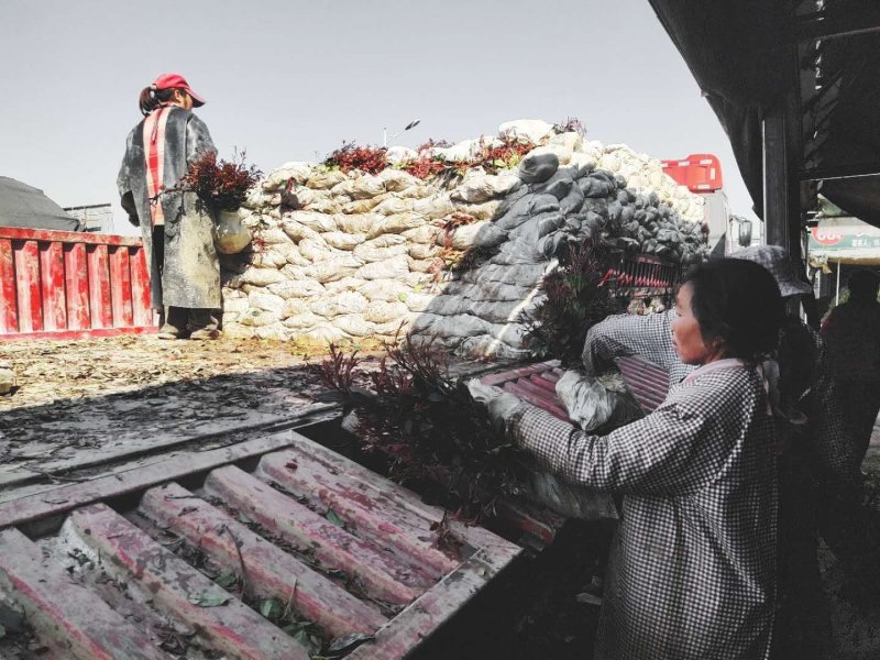 红叶石楠红叶石楠小杯红叶石楠大杯道路小区别墅绿化