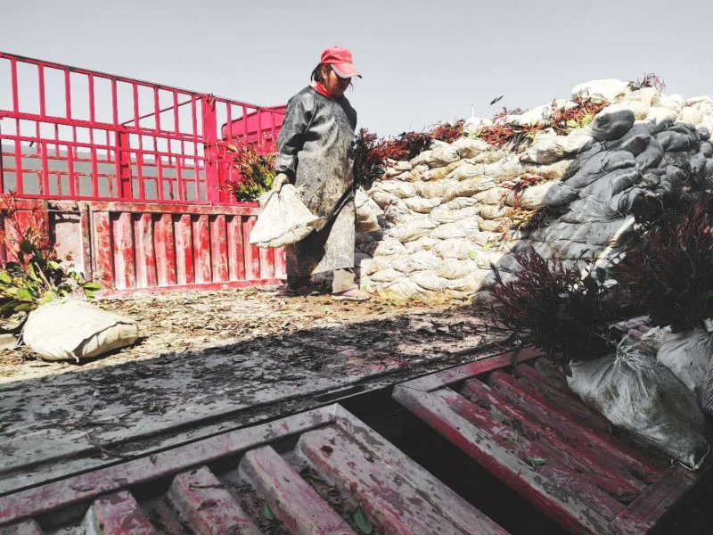 红叶石楠红叶石楠小杯红叶石楠大杯道路小区别墅绿化