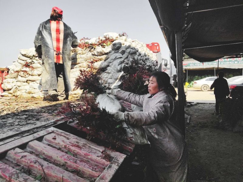 红叶石楠苗红叶石楠小杯苗红叶石楠大杯苗道路小区别墅绿化