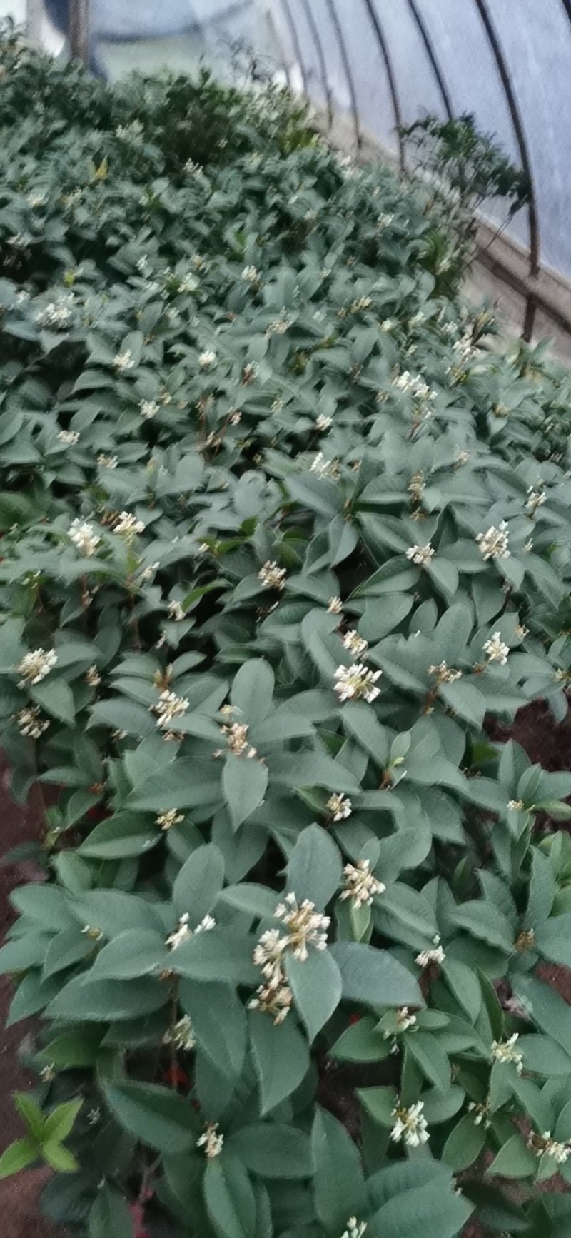 四季桂花球开花清香适合办公室