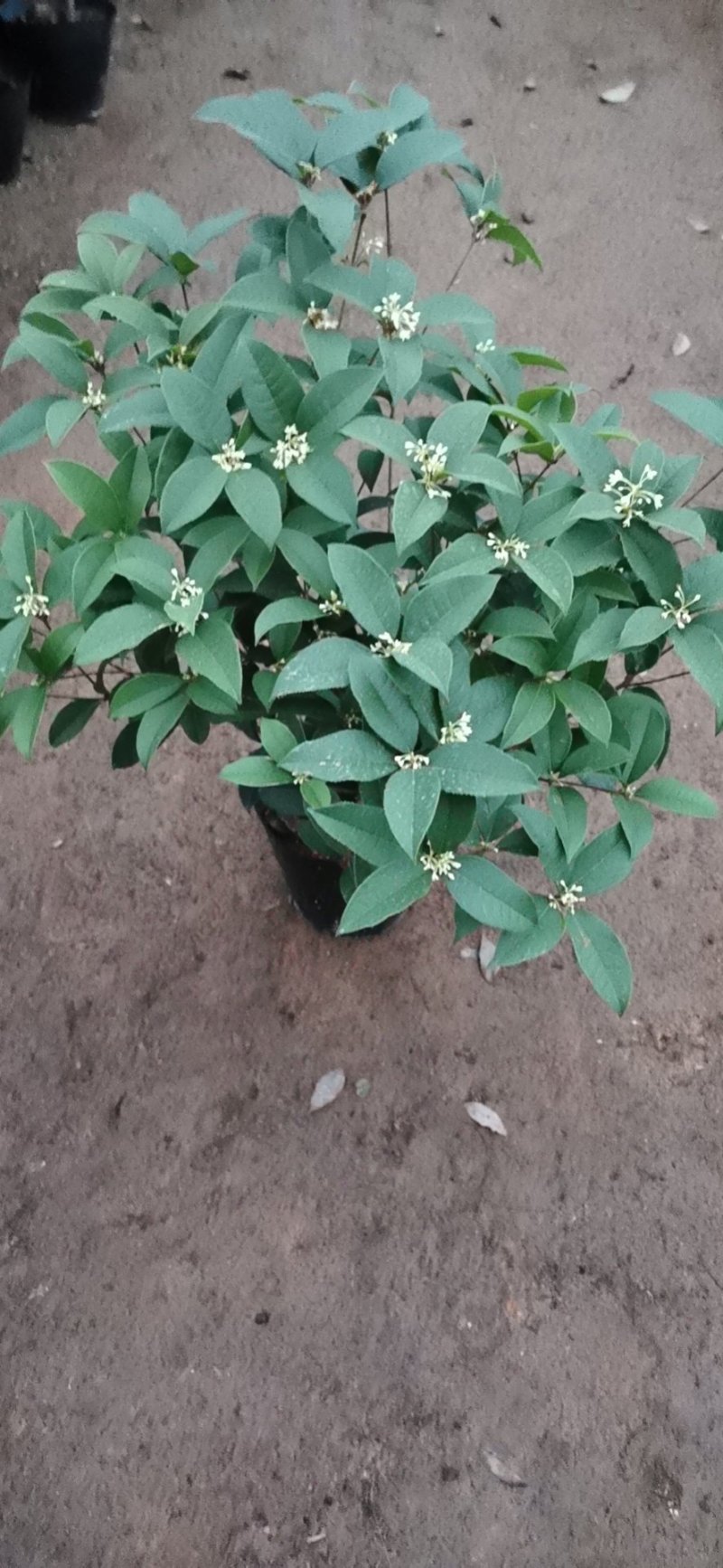 四季桂花球开花清香适合办公室