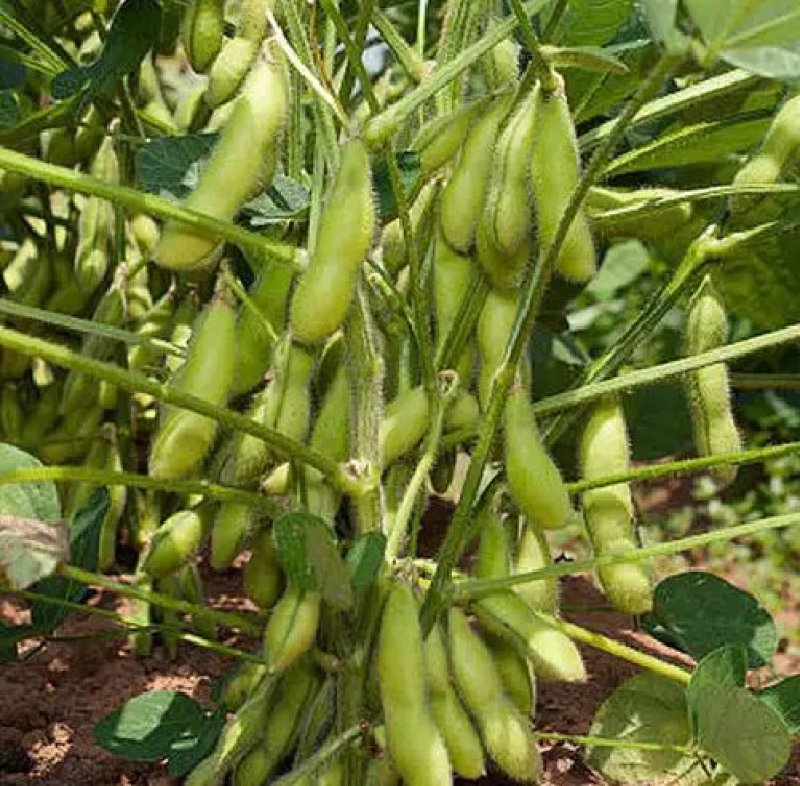 千斤豆黄豆种子大豆种春夏季播大田基地均可种植大豆种高产黄