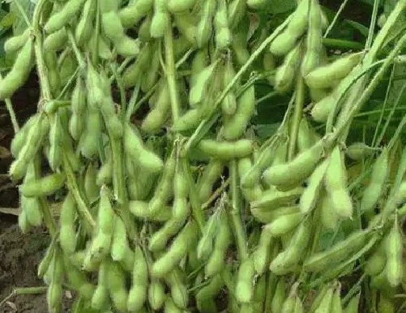 千斤豆黄豆种子大豆种春夏季播大田基地均可种植大豆种高产黄