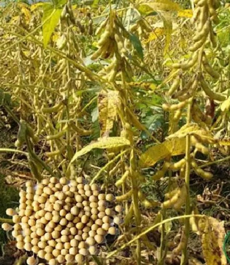 千斤豆黄豆种子大豆种春夏季播大田基地均可种植大豆种高产黄