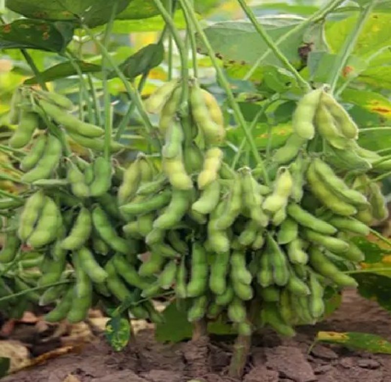 千斤豆黄豆种子大豆种春夏季播大田基地均可种植大豆种高产黄