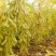 千斤豆黄豆种子大豆种春夏季播大田基地均可种植大豆种高产黄