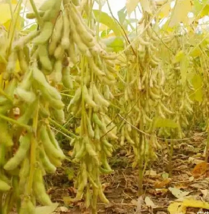 千斤豆黄豆种子大豆种春夏季播大田基地均可种植大豆种高产黄