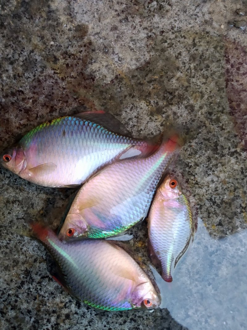自家池塘的观赏鳑鲏鱼