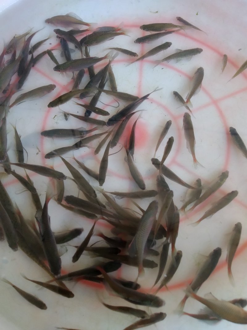 自家池塘的观赏鳑鲏鱼