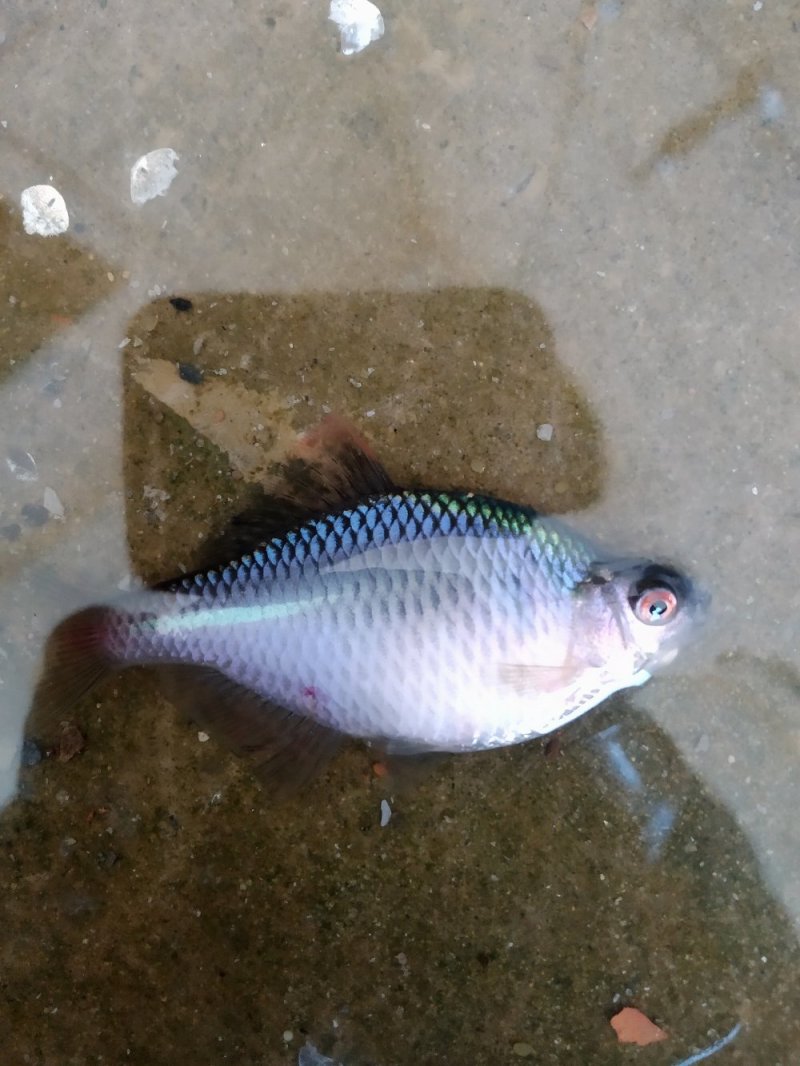自家池塘的观赏鳑鲏鱼