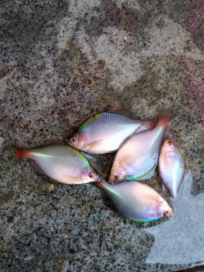 自家池塘的观赏鳑鲏鱼