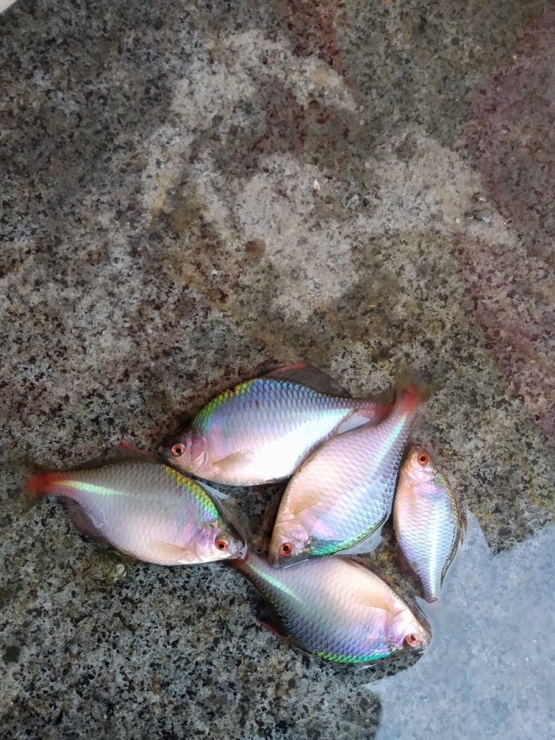自家池塘的观赏鳑鲏鱼