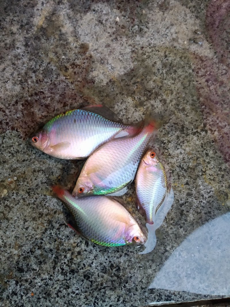 自家池塘的观赏鳑鲏鱼