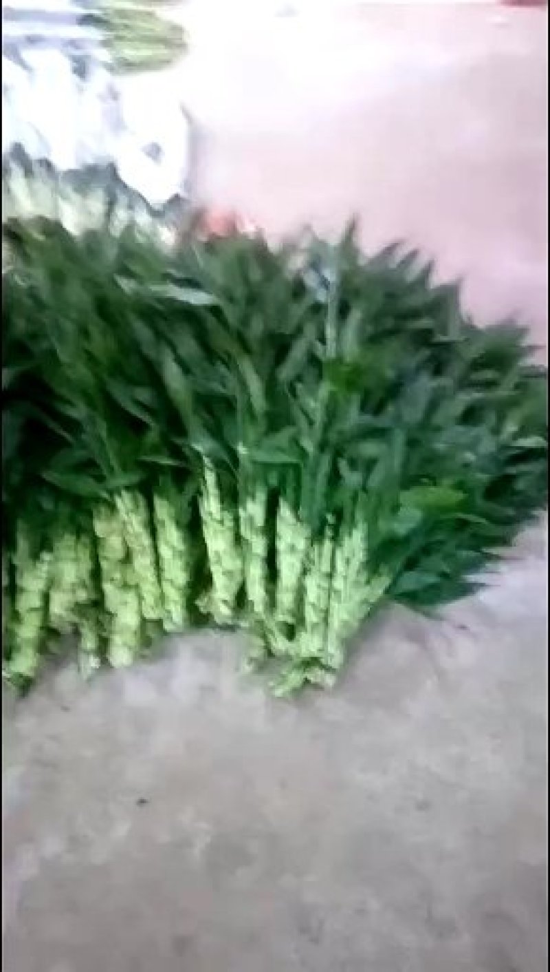 富贵竹8~10cm