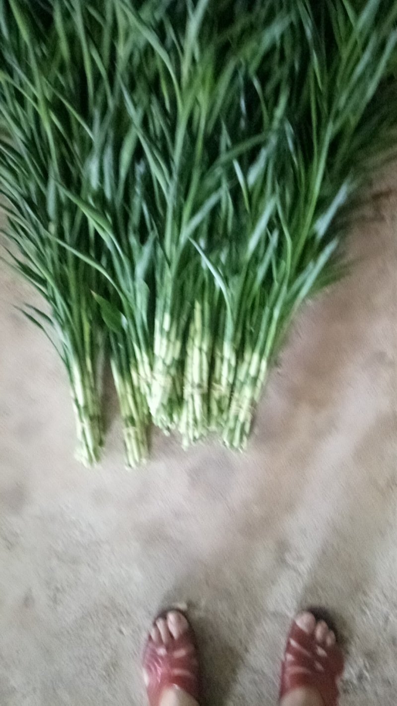 富贵竹8~10cm