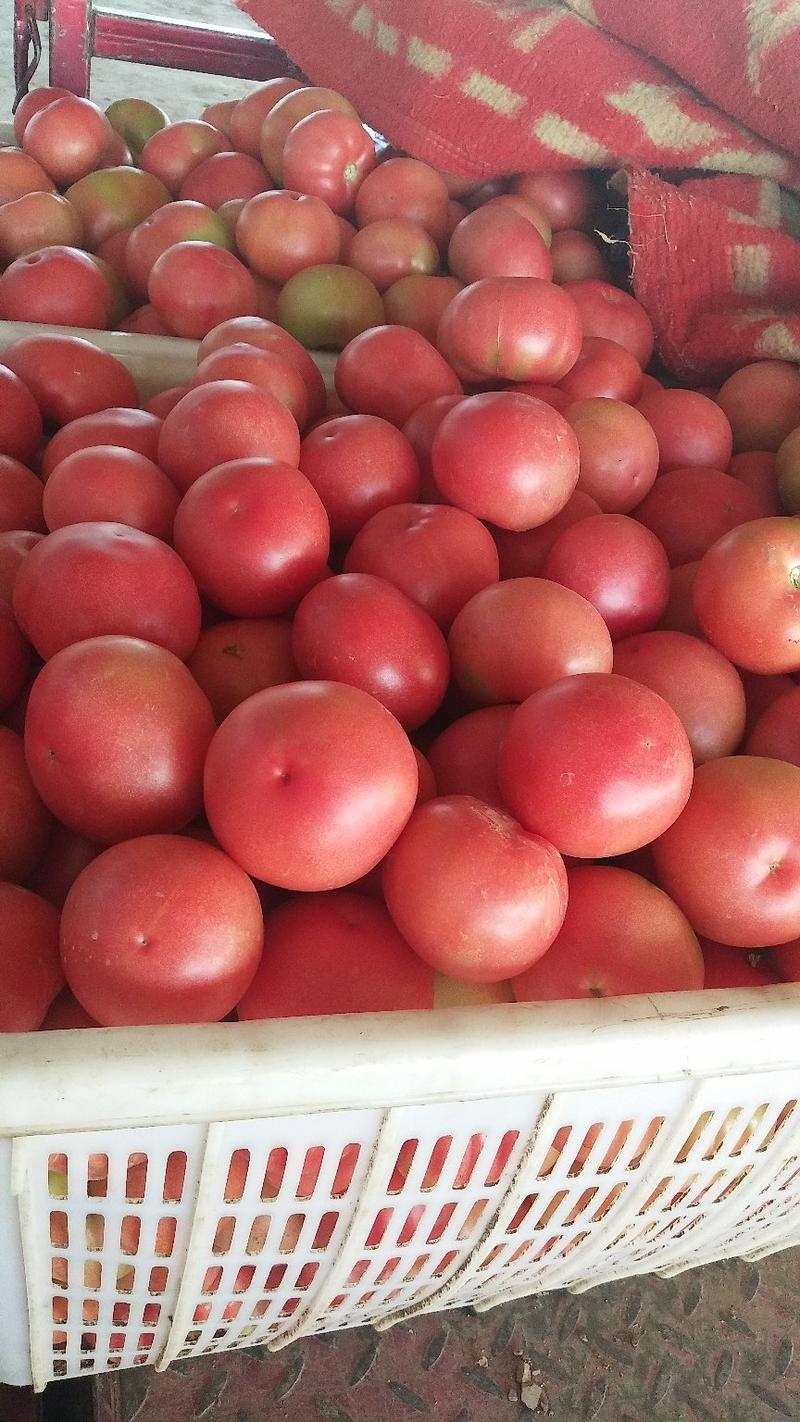 西红柿弧三硬粉产地直供代发全国质量保证
