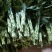 红色竹，带根观音竹金边竹水培植物