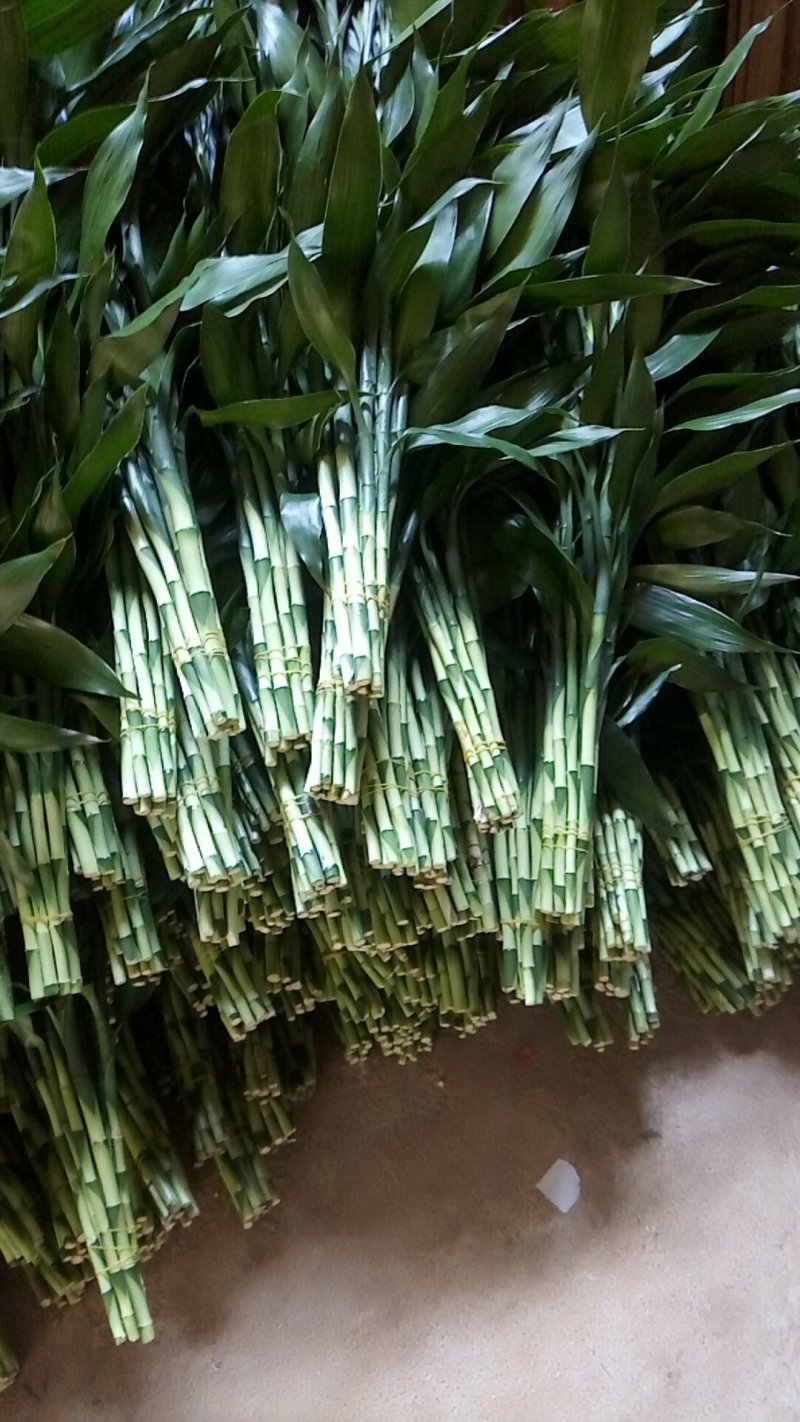 红色竹，带根观音竹金边竹水培植物