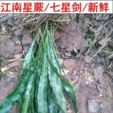 江南星蕨、大叶骨牌草、七星剑，野生中药材，一手货源