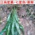 江南星蕨、大叶骨牌草、七星剑，野生中药材，一手货源