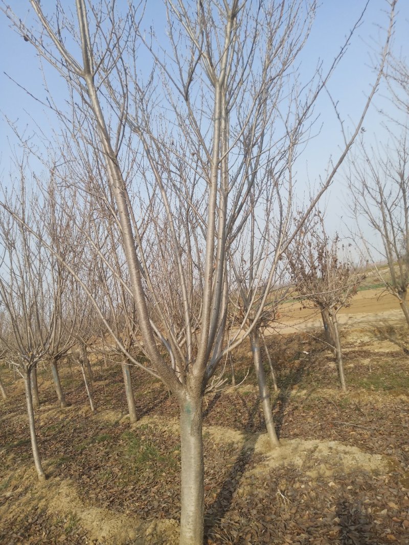 早樱樱花8~15cm照片质量山东基地销售保质保量
