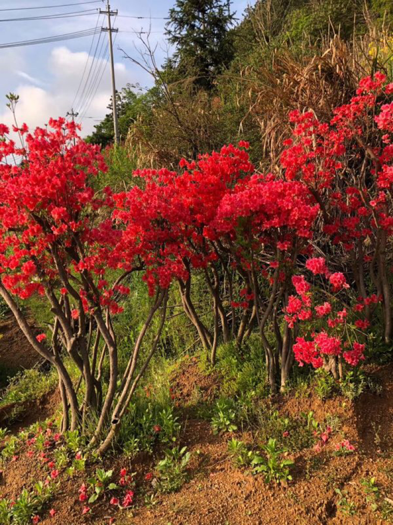 杜鹃苗黄红白紫，纯野生